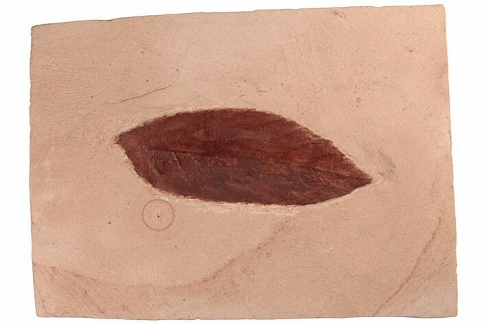 3.9" Red Fossil Leaf (Fraxinus) - Montana